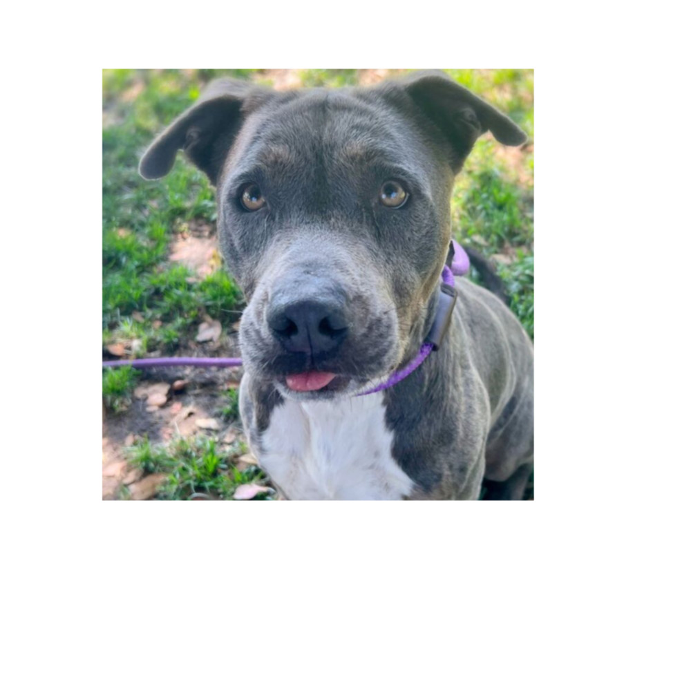 Rocko