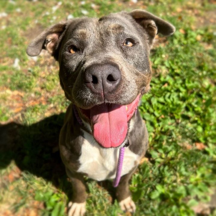 Rocko 3