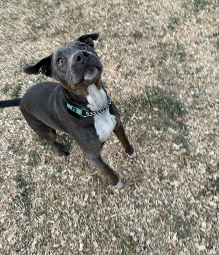Rocko 5