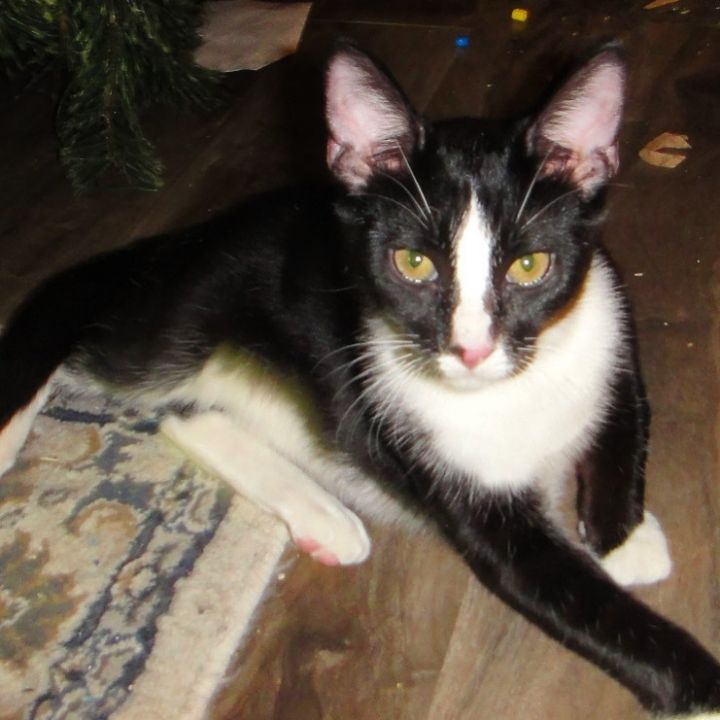 Elvis 1
