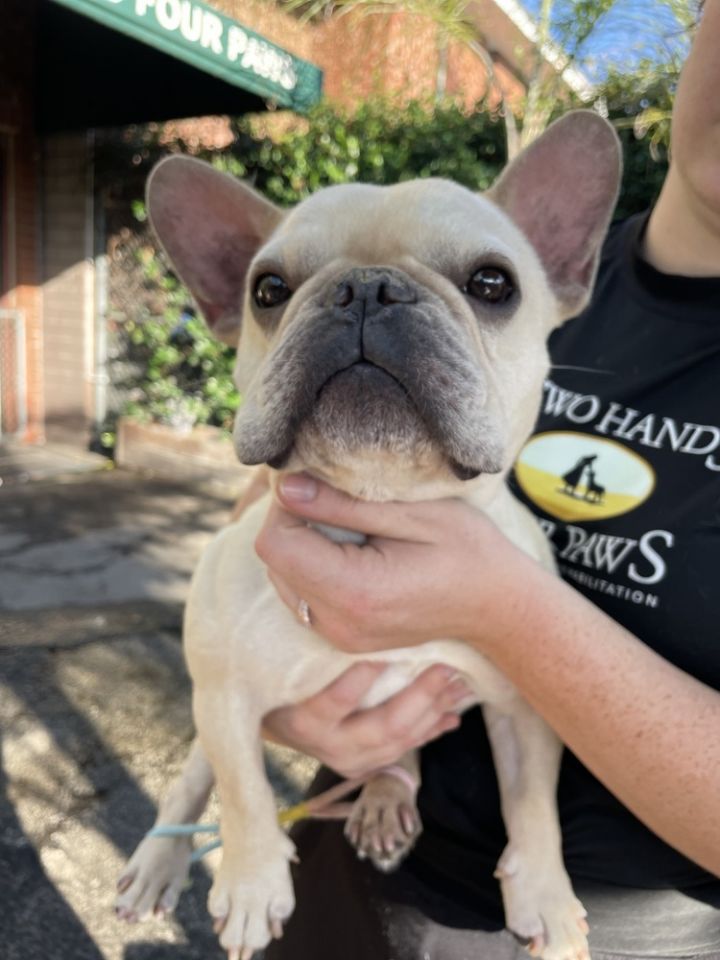 Frank 1