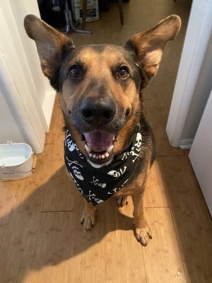 Thor, Adult Male Shepherd