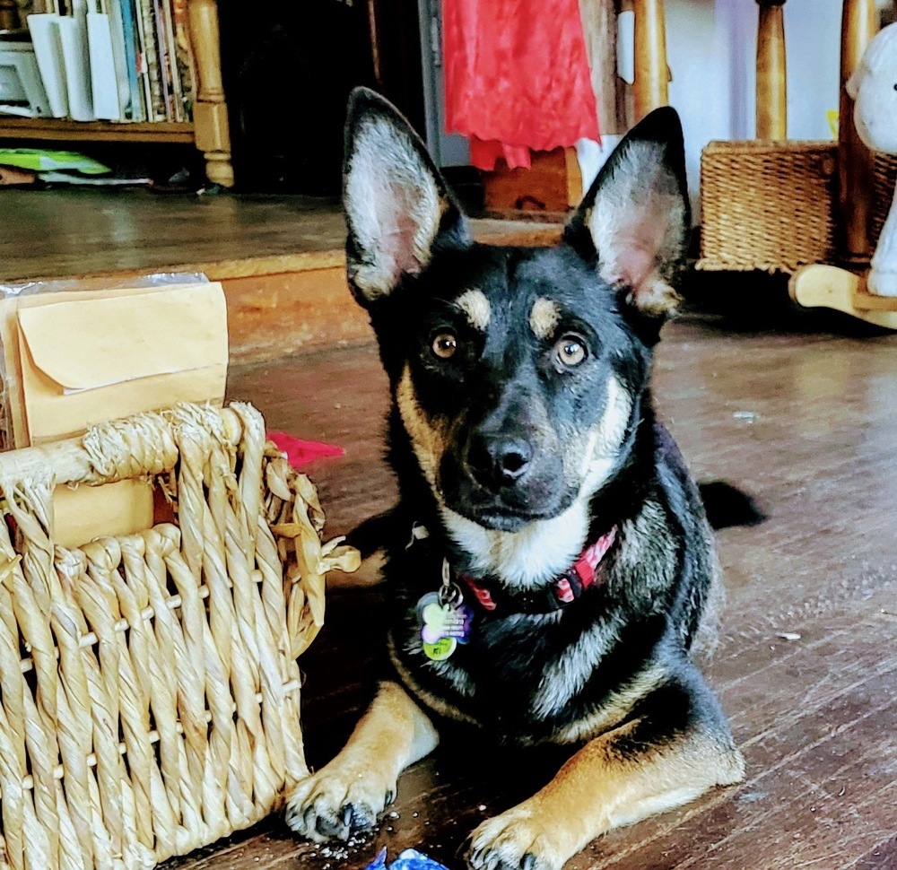 Sammy