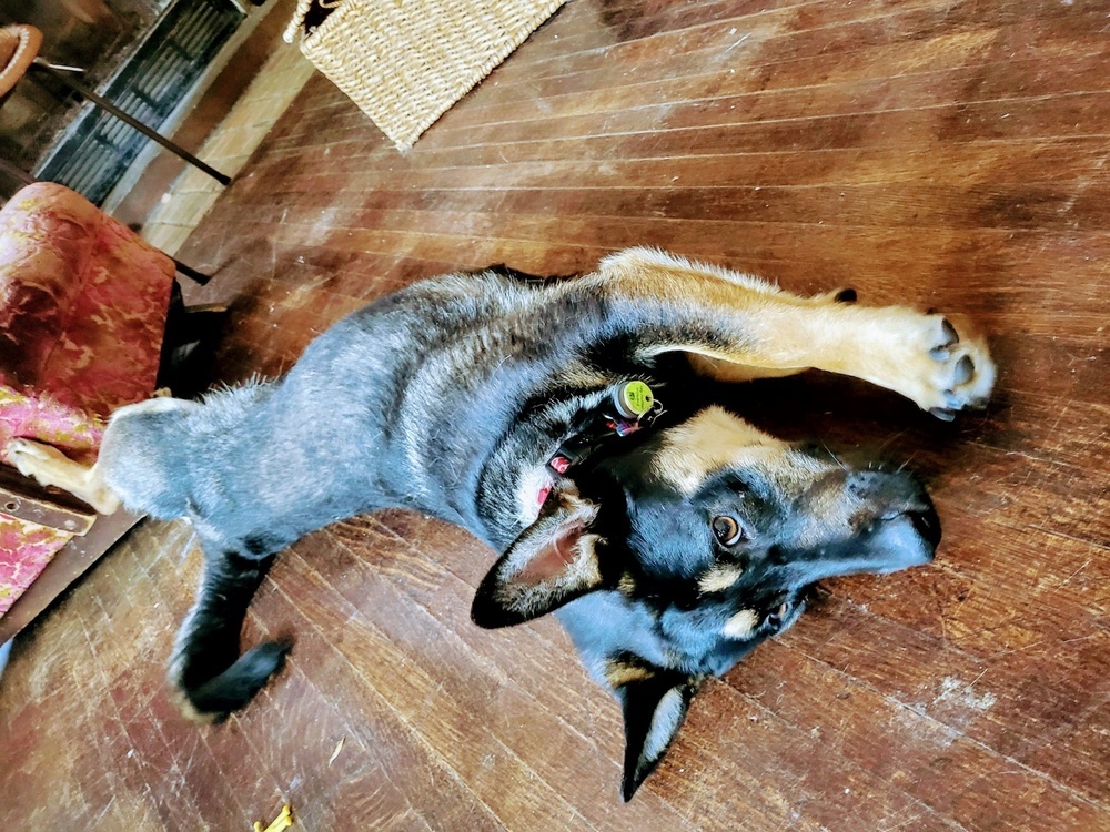 Sammy
