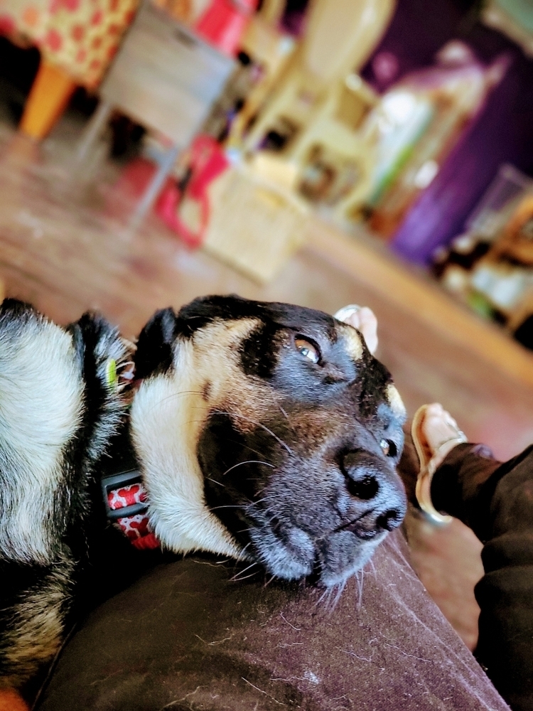 Sammy
