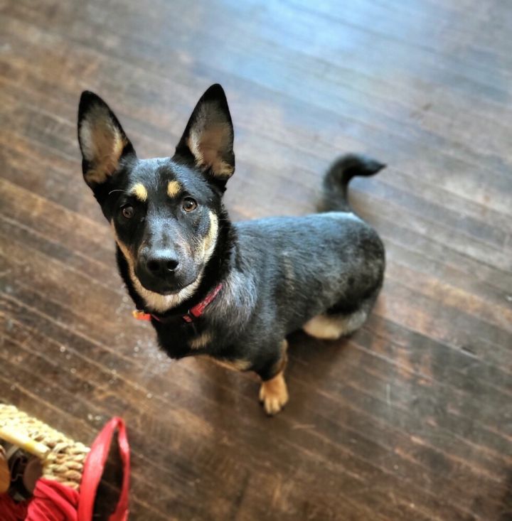 Sammy 6