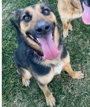 About Me Hi there Im Rocket Im a high-energy pup with a zest for life Im 