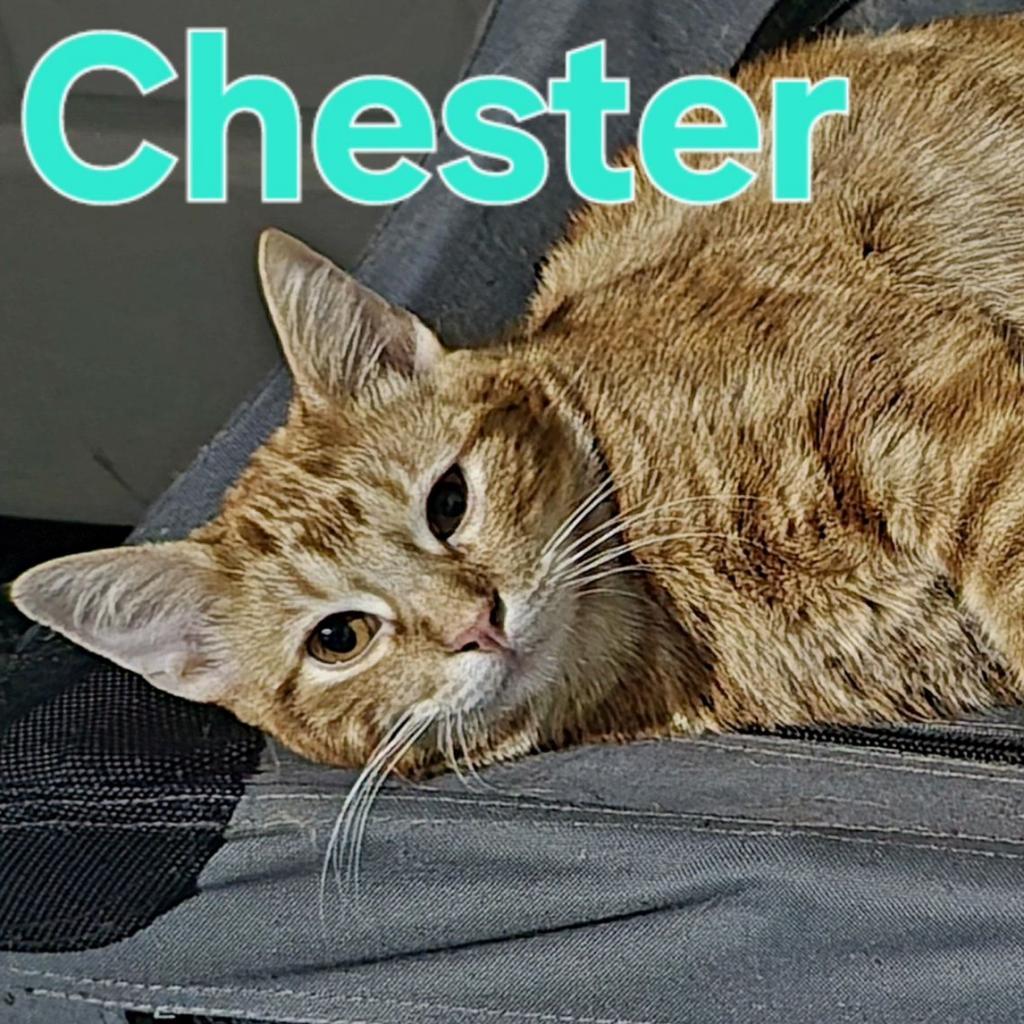 Chester, an adoptable Domestic Short Hair in Leander, TX, 78641 | Photo Image 1