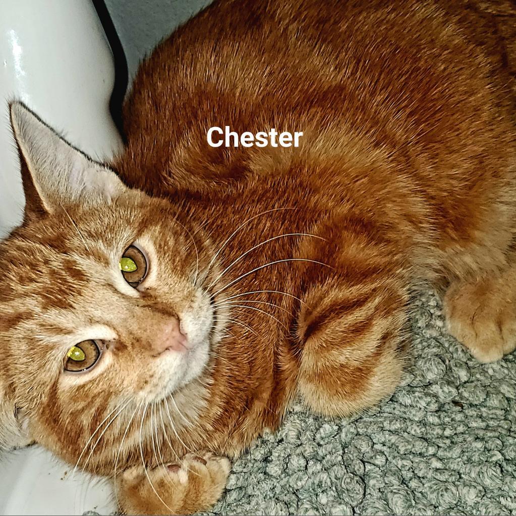 Chester, an adoptable Domestic Short Hair in Leander, TX, 78641 | Photo Image 2