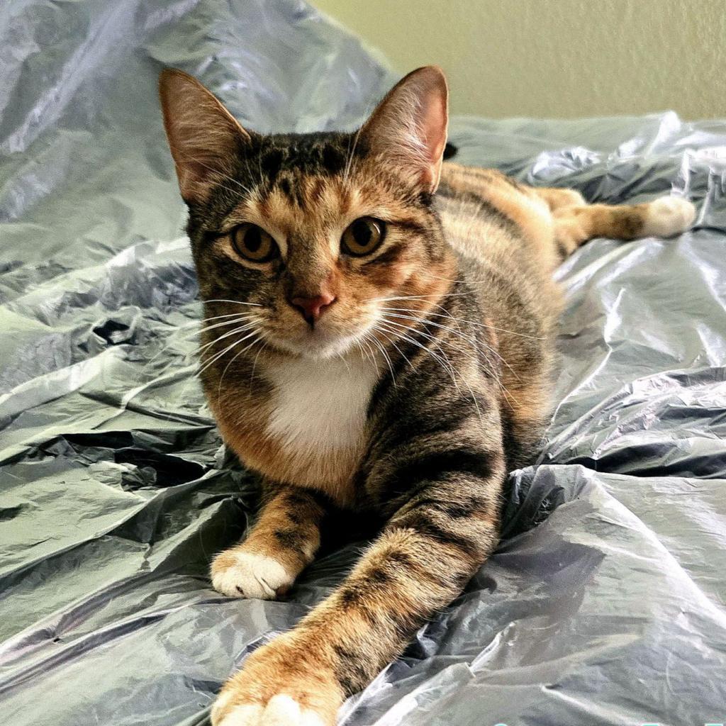 Marigold, an adoptable Domestic Short Hair in Leander, TX, 78641 | Photo Image 1