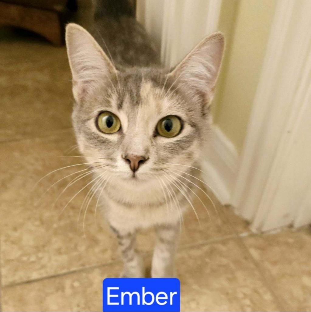 Ember, an adoptable Domestic Short Hair in Leander, TX, 78641 | Photo Image 1