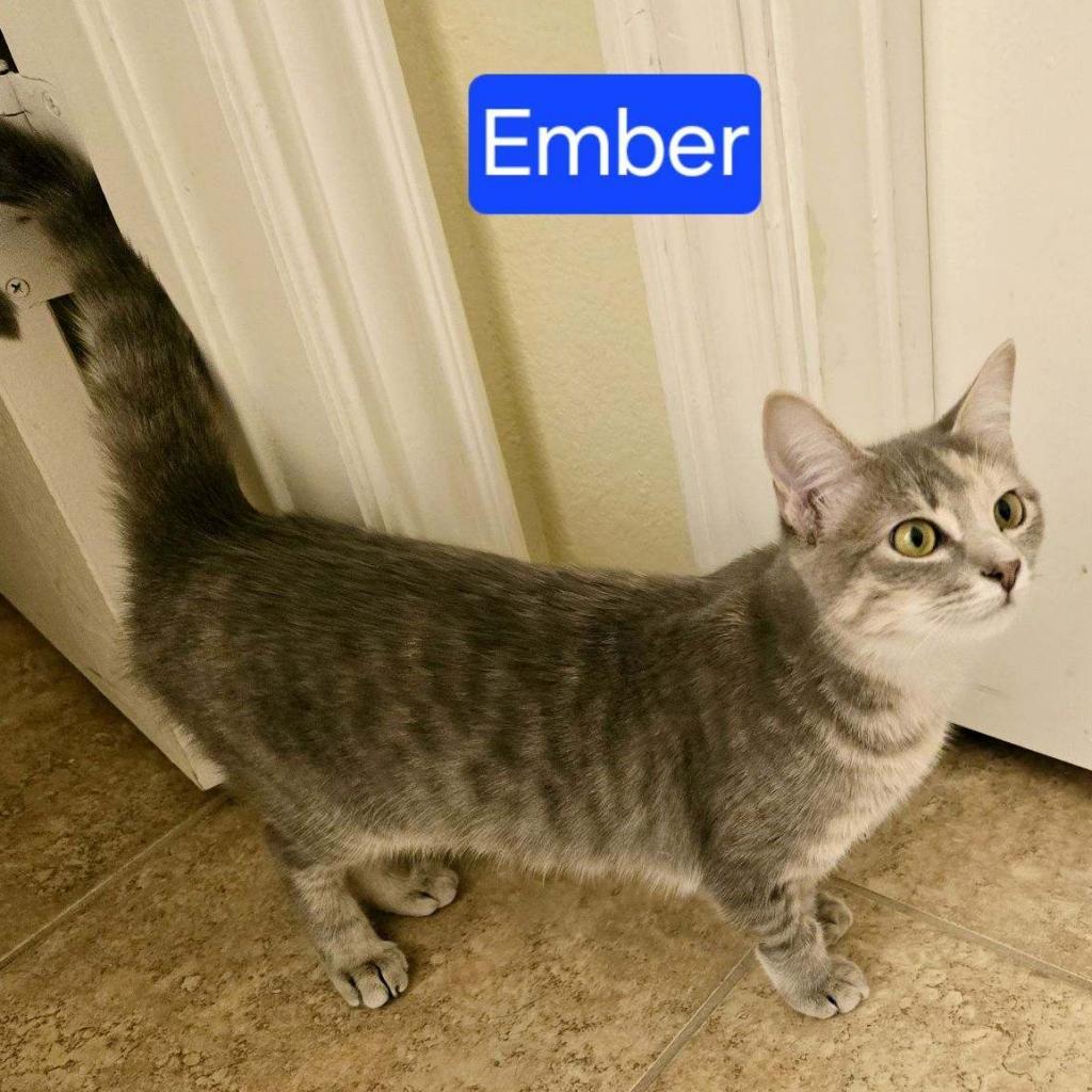 Ember, an adoptable Domestic Short Hair in Leander, TX, 78641 | Photo Image 2