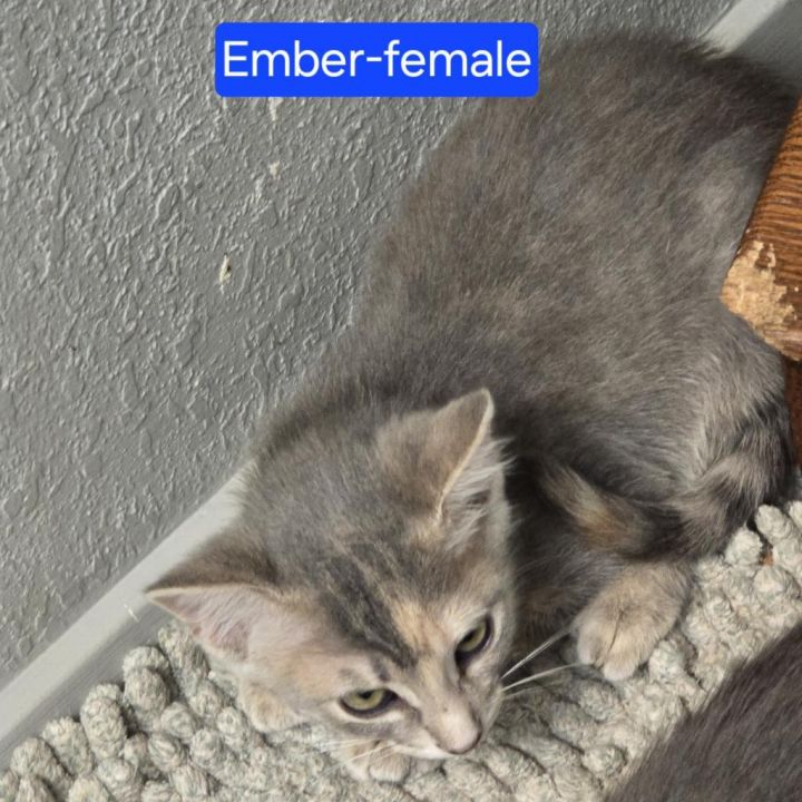 Ember 3