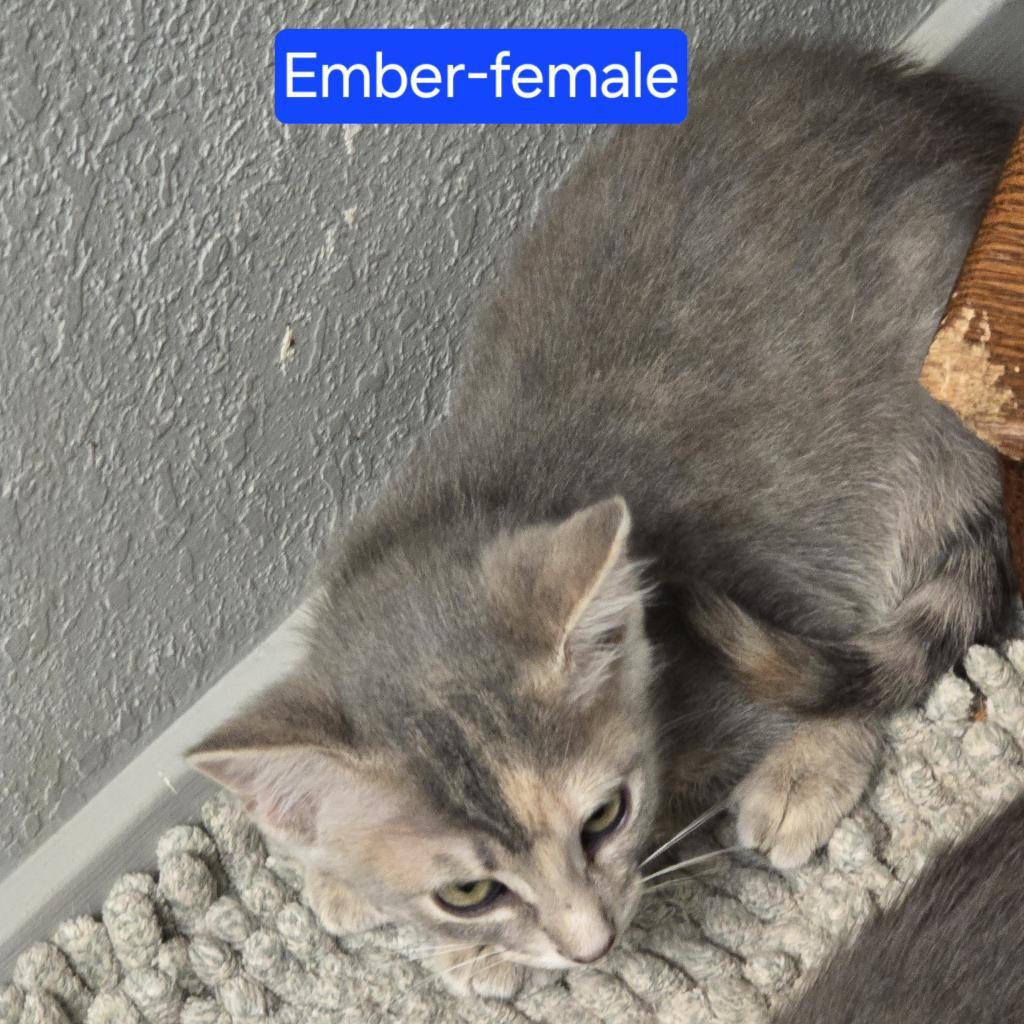 Ember, an adoptable Domestic Short Hair in Leander, TX, 78641 | Photo Image 3