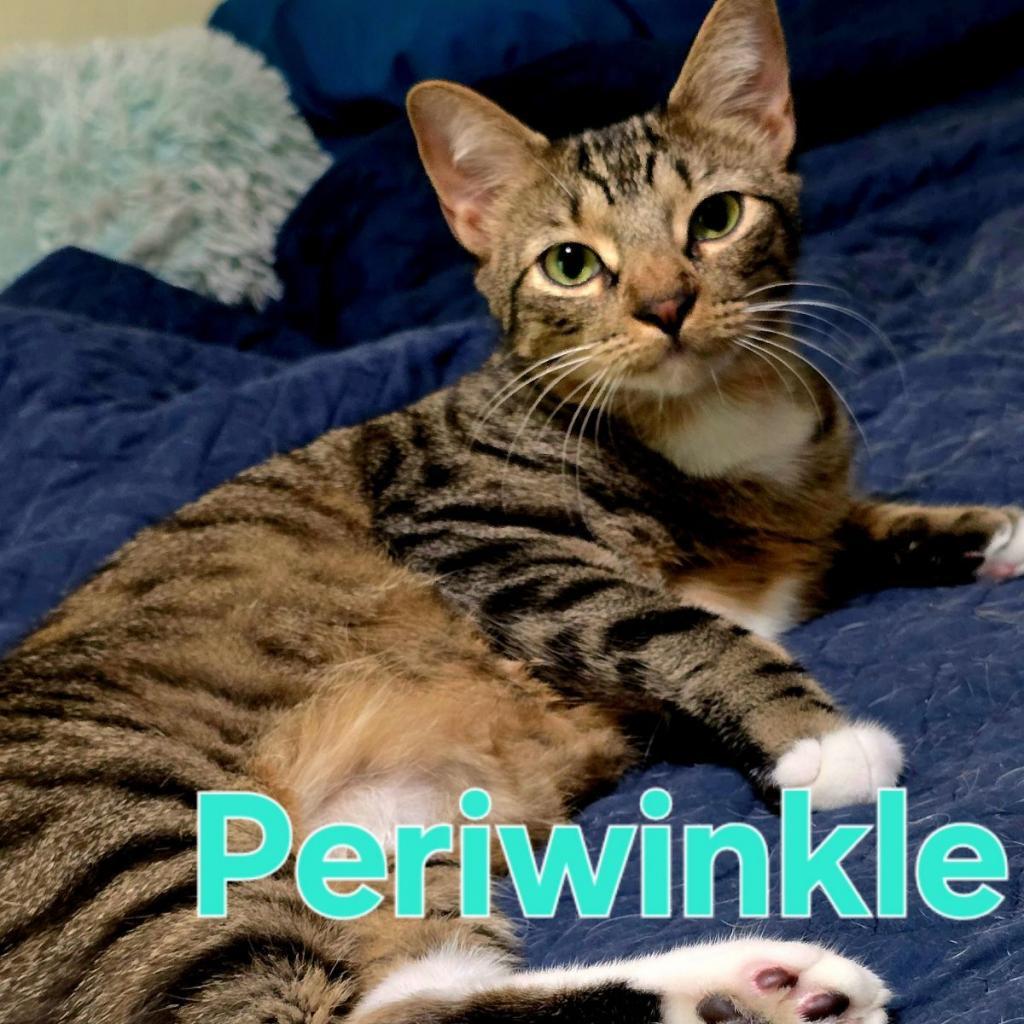 Periwinkle "Perry", an adoptable Domestic Short Hair in Leander, TX, 78641 | Photo Image 1