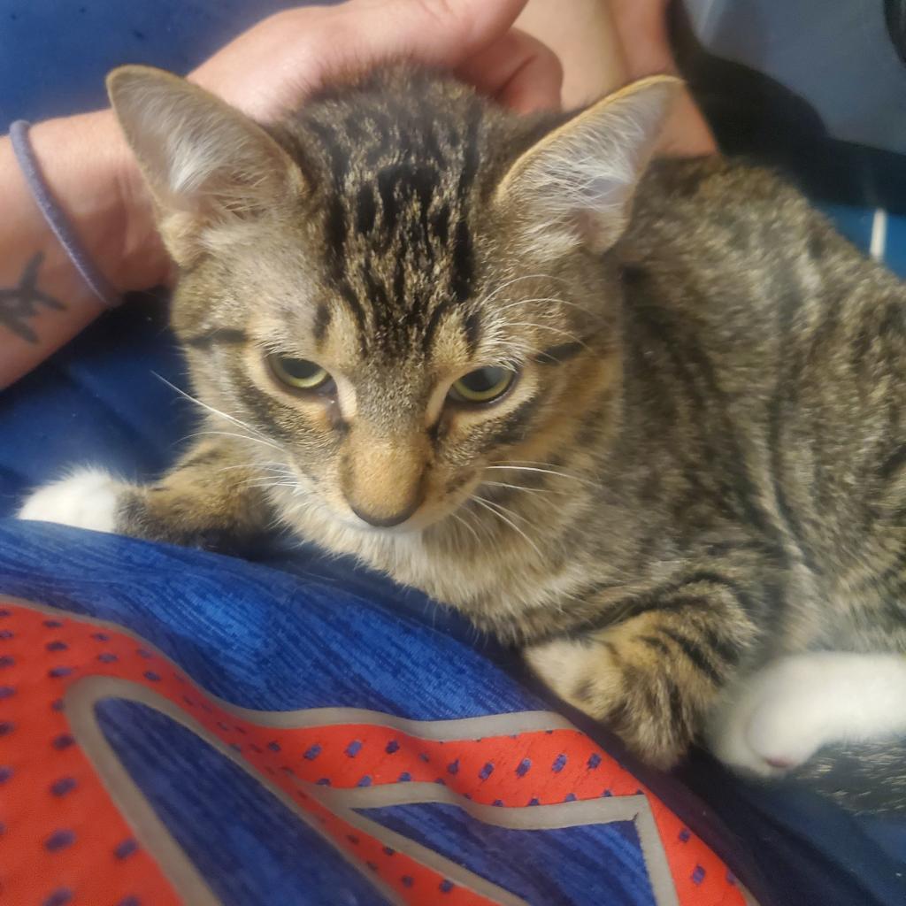 Periwinkle "Perry", an adoptable Domestic Short Hair in Leander, TX, 78641 | Photo Image 2