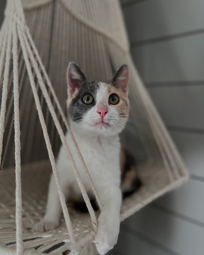 Laken, an adoptable Domestic Short Hair in Lafayette, CO, 80026 | Photo Image 1