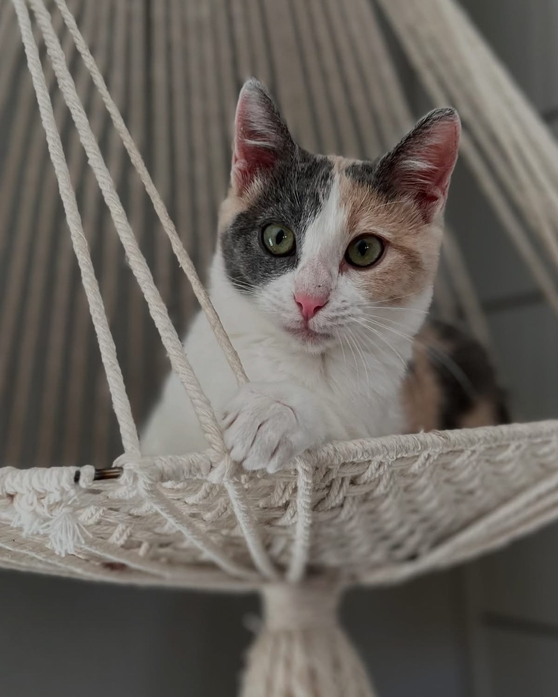 Laken, an adoptable Domestic Short Hair in Lafayette, CO, 80026 | Photo Image 3