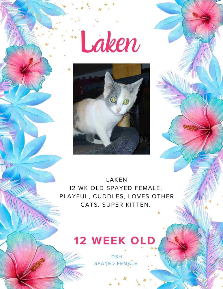 Laken, an adoptable Domestic Short Hair in Lafayette, CO, 80026 | Photo Image 4