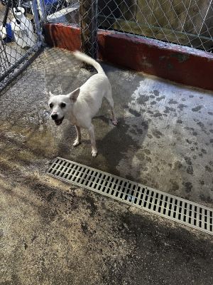 Braun Jack Russell Terrier Dog