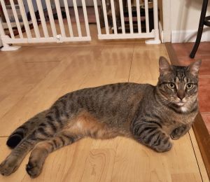 My current foster wrote After some time in foster care Apple Cinnamon has blossomed into a happy 