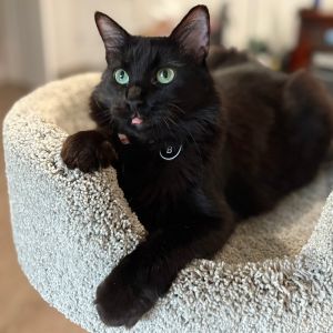 Bianca, Young Female Domestic Medium Hair