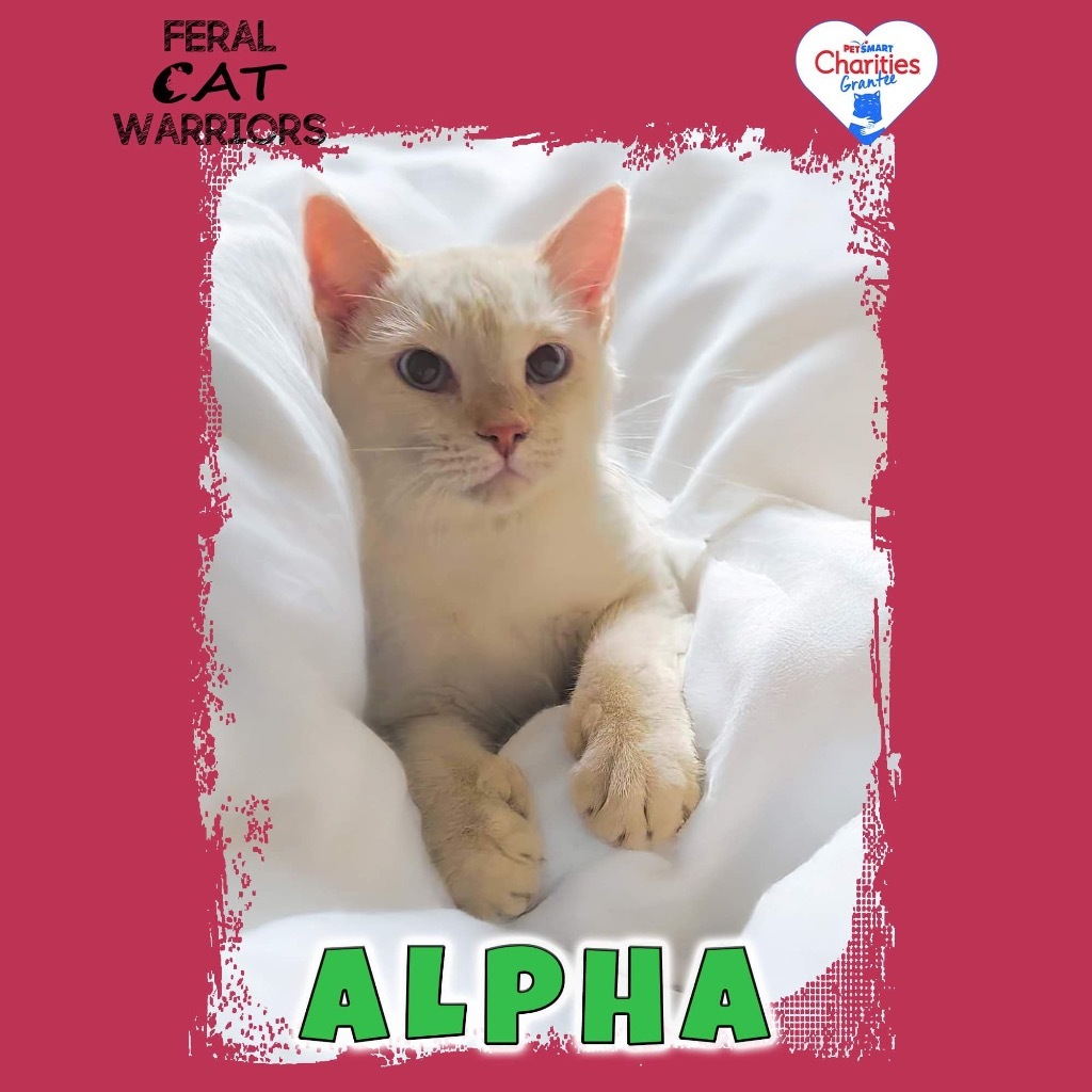 Alpha, an adoptable Domestic Short Hair in Kingman, AZ, 86401 | Photo Image 1