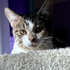 Lewis 2024, Young Male Domestic Short Hair