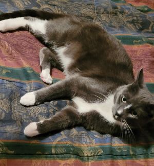 Dasher, Adult Female unknown
