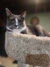 Dasher photo 2