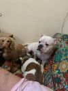 Lucky - Courtesy Post photo 3