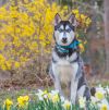 Diesel photo 4