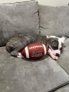 Chip photo 4