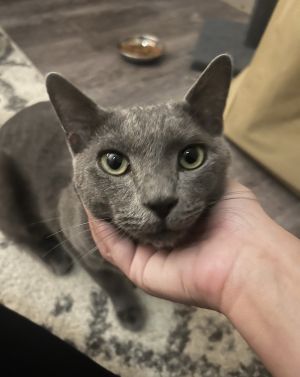 Smokey, Adult Male unknown