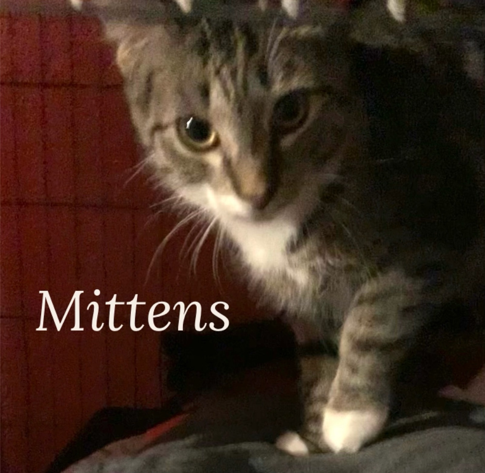 Mittens **Courtesy Post**