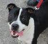Ruger photo 3