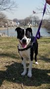 Ruger photo 4