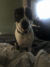 Ruger photo 5