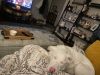 Ollie photo 3