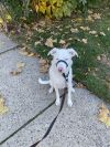 Ollie photo 6