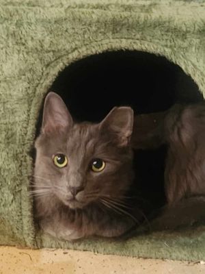 Ash (Asher), Adult Male unknown