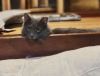 Ash (Asher) photo 1