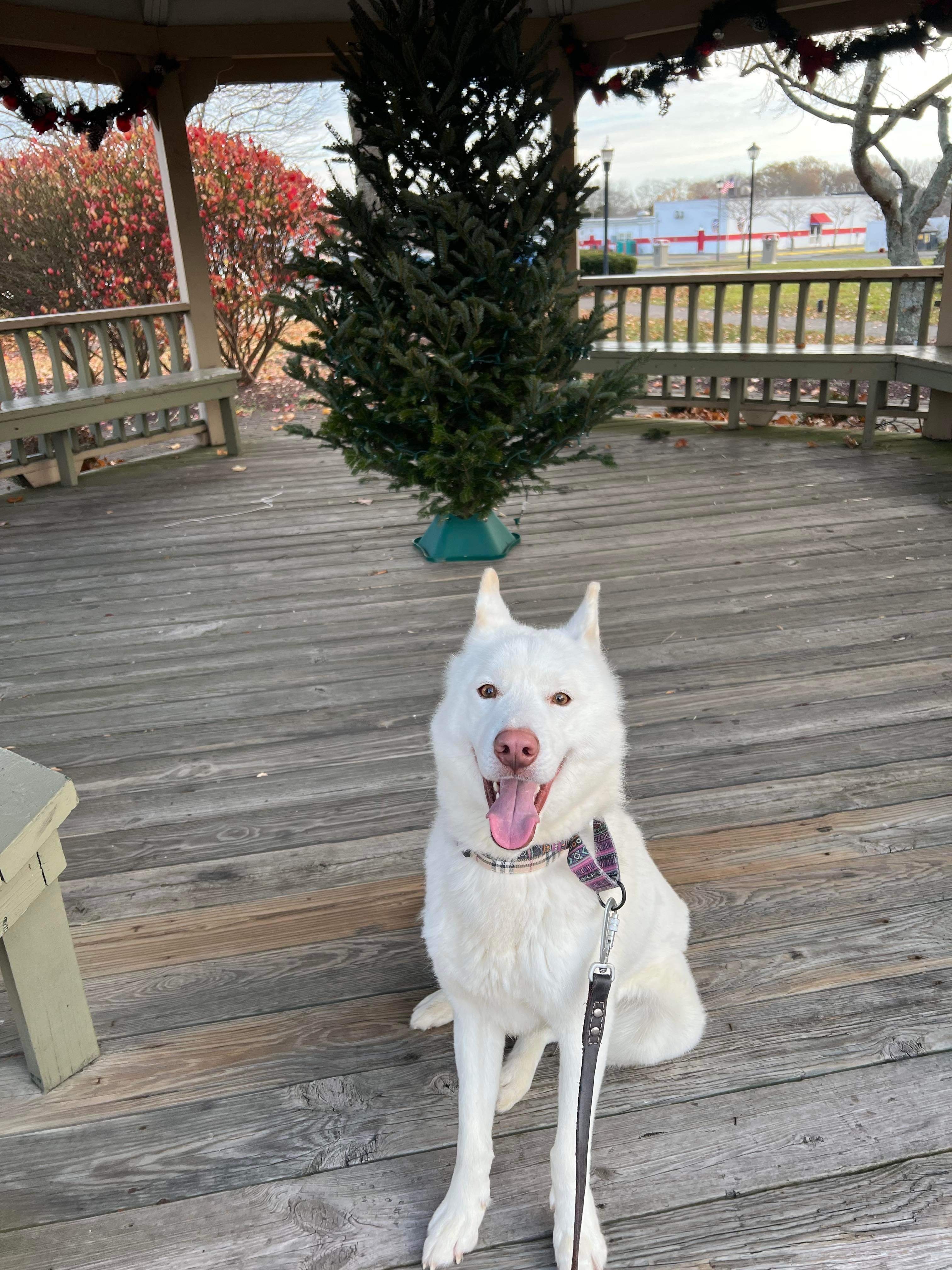 Timber