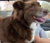 Scout photo 4