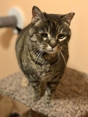 Sadie, Senior Female unknown
