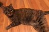 Sadie photo 4
