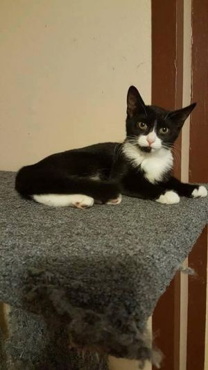 Dory, Senior Female unknown