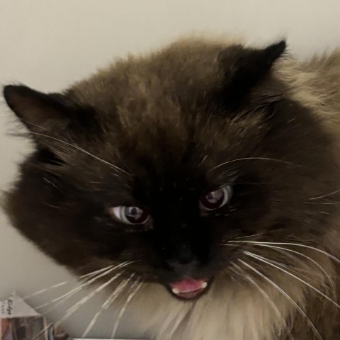 21520, an adoptable Himalayan in Harrisonburg, VA, 22801 | Photo Image 1