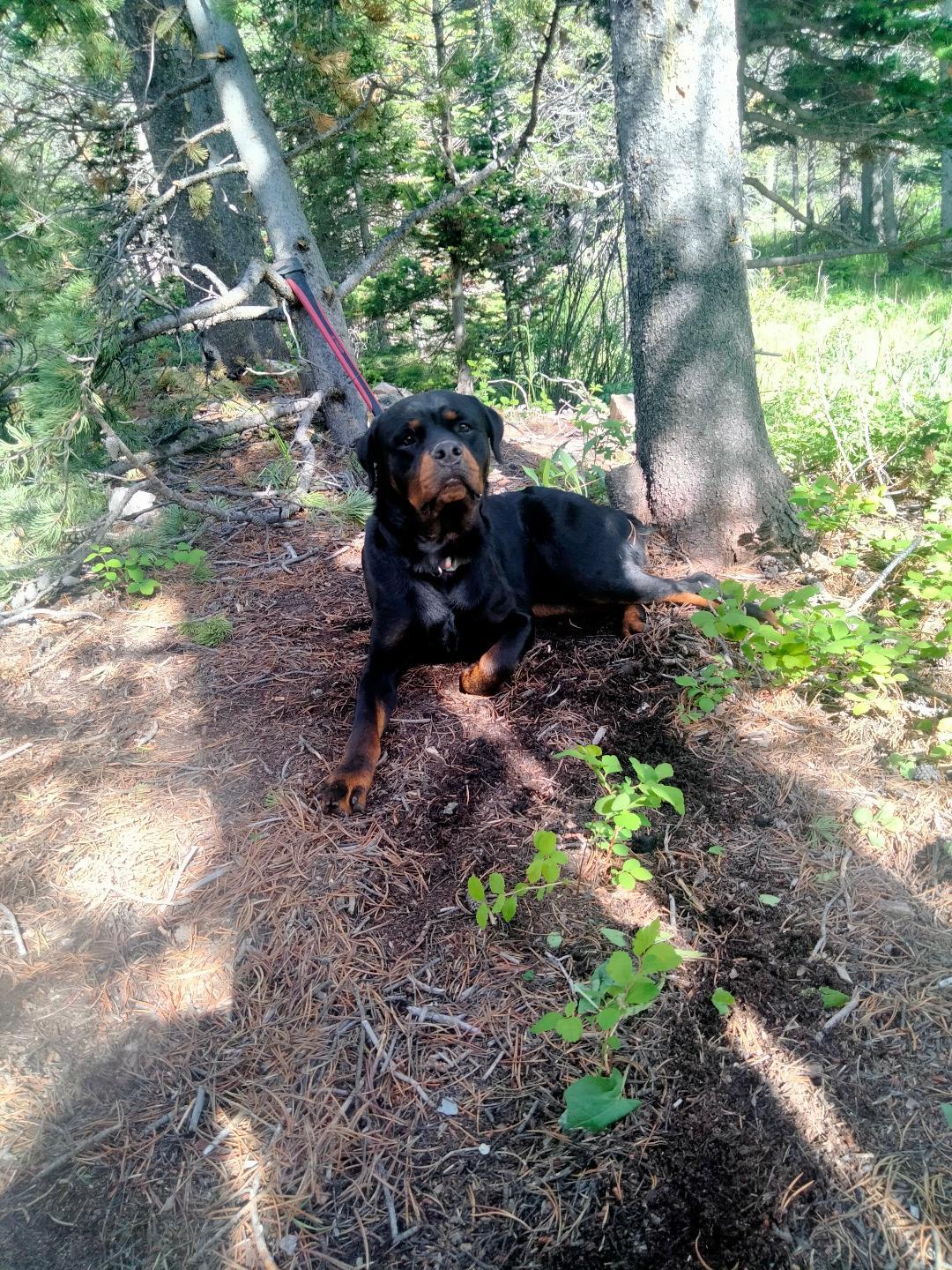 Bronco/Referral, an adoptable Rottweiler in Laurel, MT, 59715 | Photo Image 1