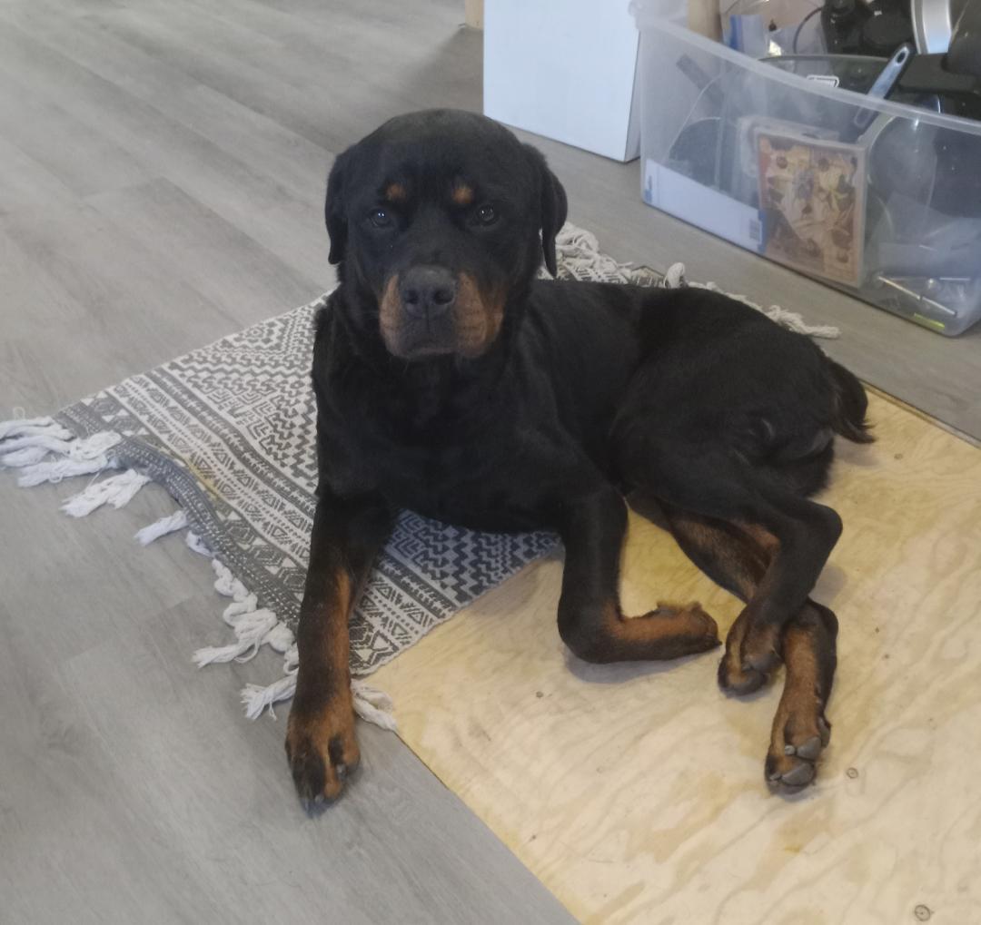 Bronco/Referral, an adoptable Rottweiler in Laurel, MT, 59715 | Photo Image 2